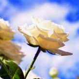 MARCOS ROBERTO MAZANEK MOHR